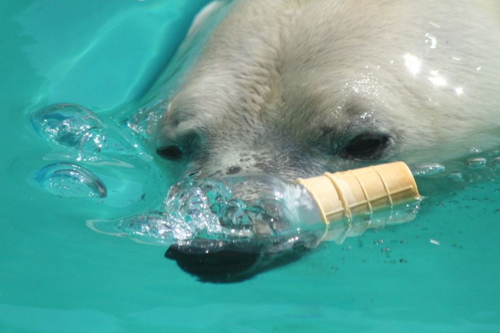 ������� ��������CAMC9561.jpg